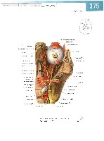 Sobotta Atlas of Human Anatomy  Head,Neck,Upper Limb Volume1 2006, page 382